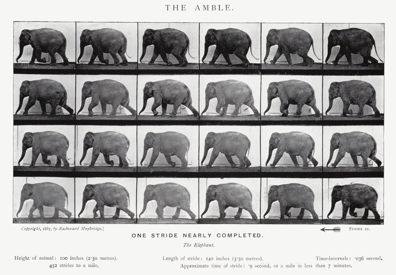 Eadweard Muybridge: O Âmbar (foto a p/b) de Eadweard Muybridge