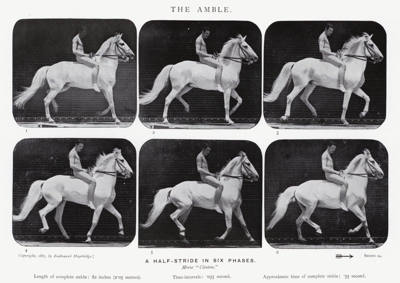 Eadweard Muybridge: The Amble de Eadweard Muybridge