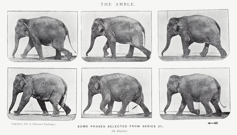 Eadweard Muybridge: The Amble de Eadweard Muybridge