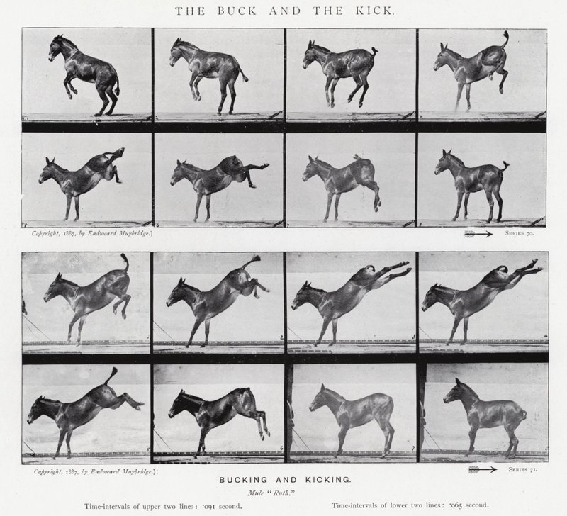 Eadweard Muybridge: The Buck and the Kick (foto a p/b) de Eadweard Muybridge