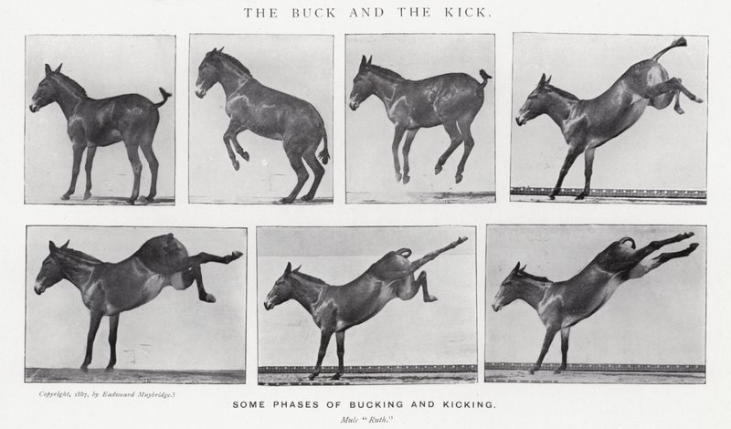 Eadweard Muybridge: The Buck and the Kick (foto a p/b) de Eadweard Muybridge