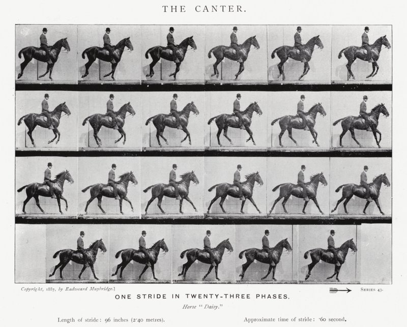 Eadweard Muybridge: The Canter de Eadweard Muybridge