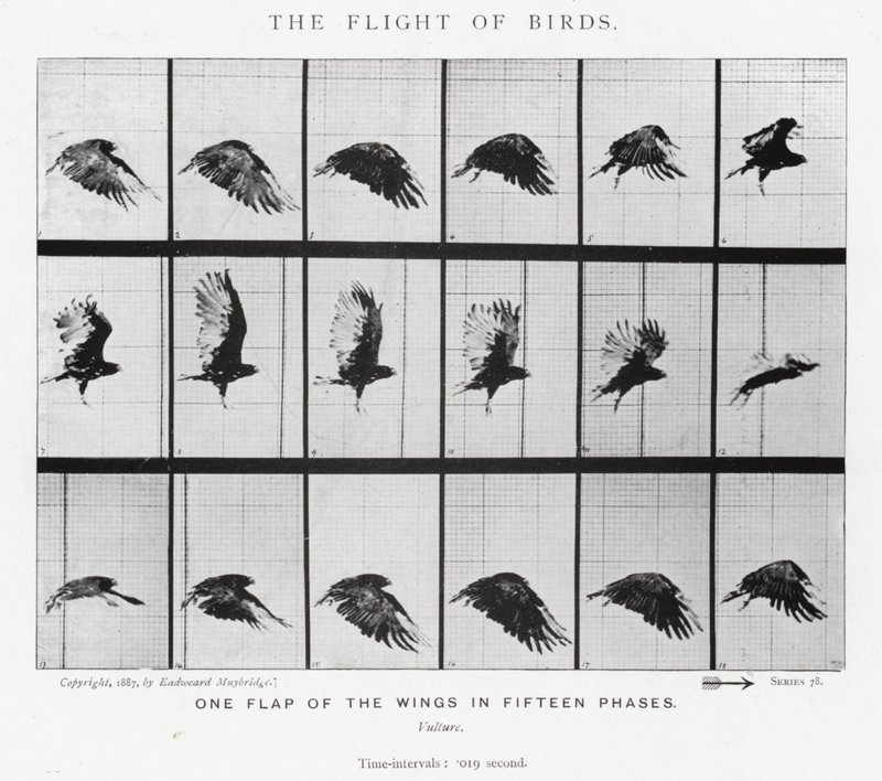 Eadweard Muybridge: O Vôo das Aves (foto a p/b) de Eadweard Muybridge