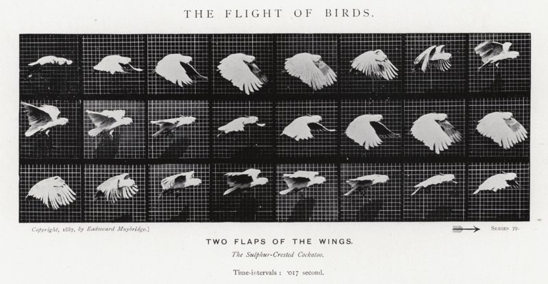 Eadweard Muybridge: O Vôo das Aves (foto a p/b) de Eadweard Muybridge