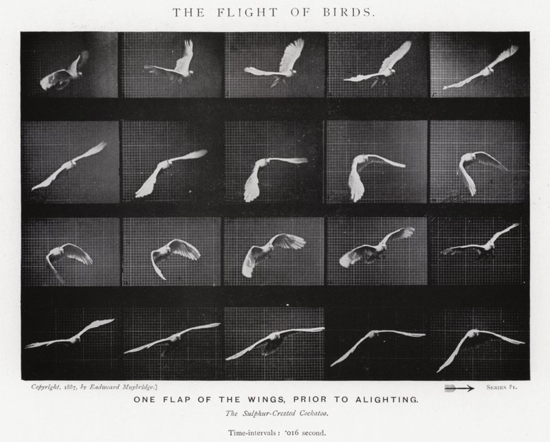 Eadweard Muybridge: O Vôo das Aves (foto a p/b) de Eadweard Muybridge