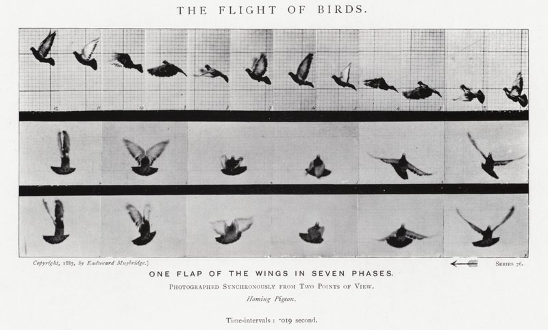 Eadweard Muybridge: O Vôo das Aves (foto a p/b) de Eadweard Muybridge