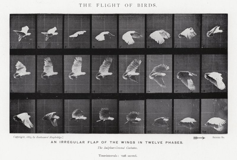 Eadweard Muybridge: O Vôo das Aves (foto a p/b) de Eadweard Muybridge