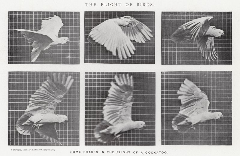 Eadweard Muybridge: O Vôo das Aves (foto a p/b) de Eadweard Muybridge
