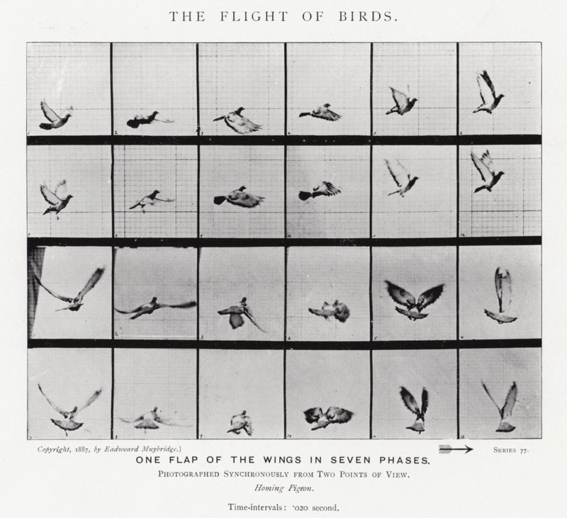 Eadweard Muybridge: O Vôo das Aves (foto a p/b) de Eadweard Muybridge