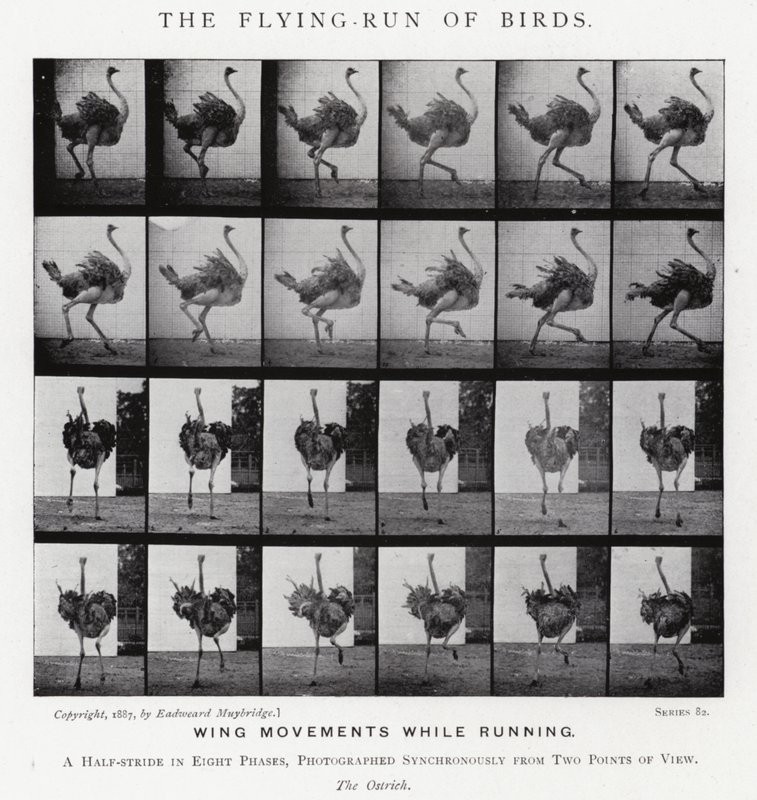 Eadweard Muybridge: The Flying-Run of Birds (foto a p/b) de Eadweard Muybridge