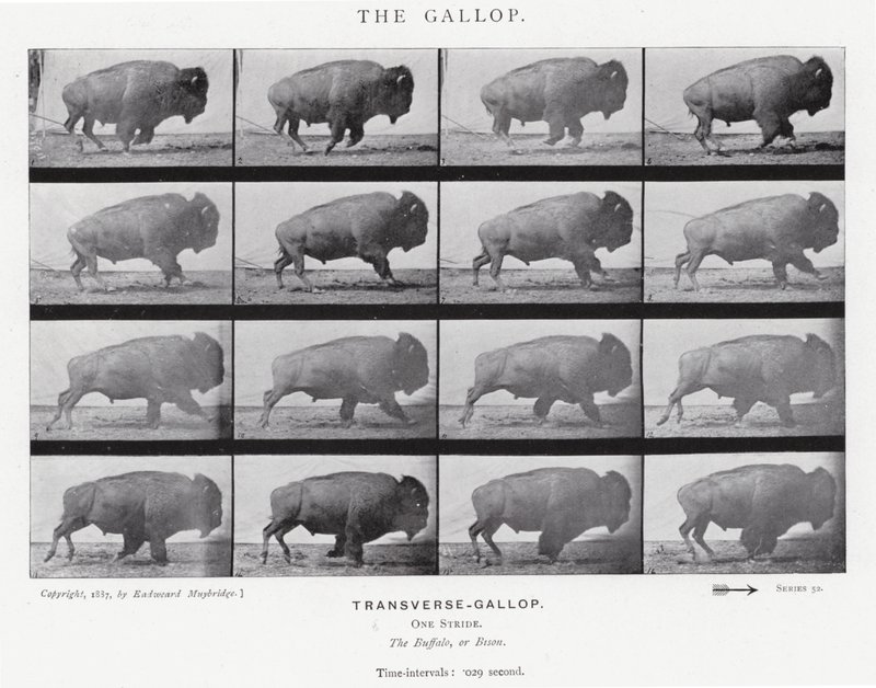 Eadweard Muybridge: O Galope (foto a p/b) de Eadweard Muybridge