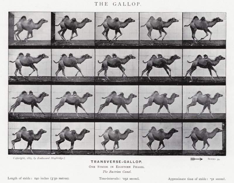 Eadweard Muybridge: O Galope (foto a p/b) de Eadweard Muybridge
