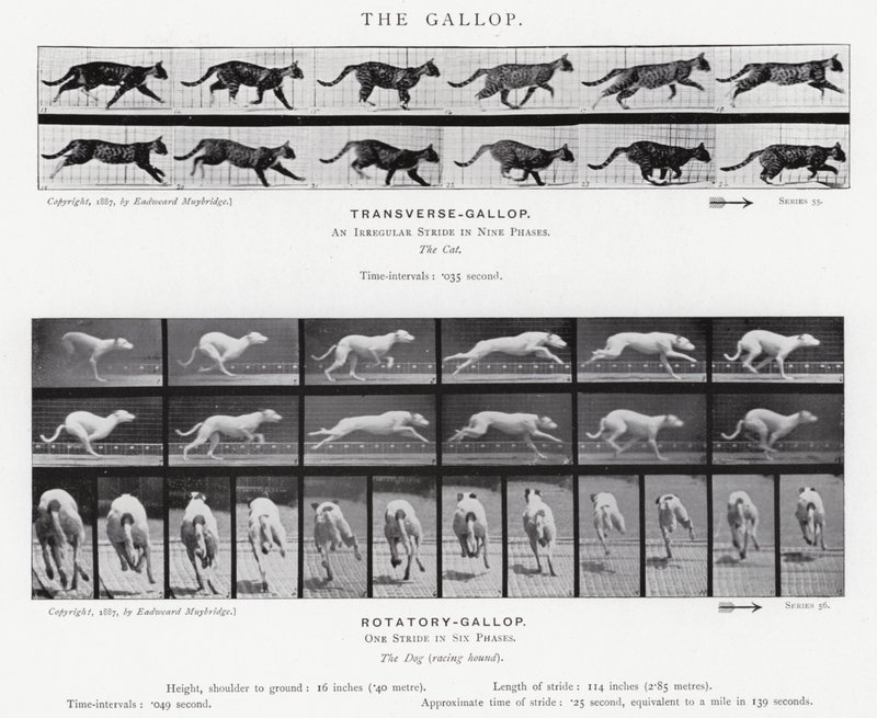 Eadweard Muybridge: O Galope (foto a p/b) de Eadweard Muybridge