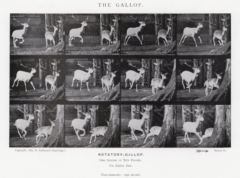 Eadweard Muybridge: O Galope (foto a p/b) de Eadweard Muybridge