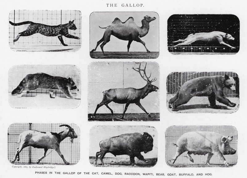 Eadweard Muybridge: O Galope (foto a p/b) de Eadweard Muybridge