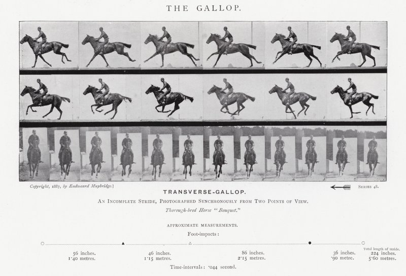 Eadweard Muybridge: O Galope (foto a p/b) de Eadweard Muybridge
