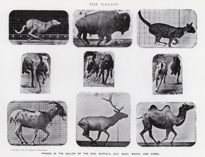 Eadweard Muybridge: O Galope (foto a p/b) de Eadweard Muybridge