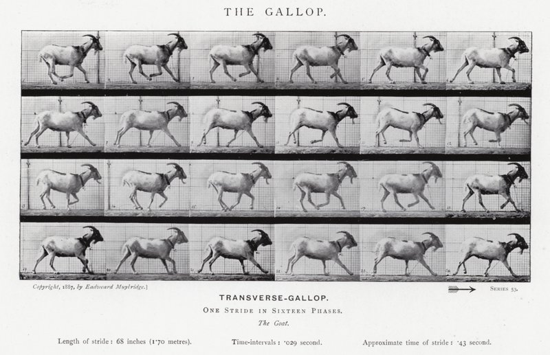 Eadweard Muybridge: O Galope (foto a p/b) de Eadweard Muybridge