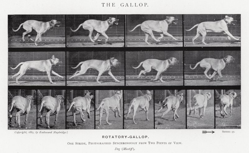 Eadweard Muybridge: O Galope (foto a p/b) de Eadweard Muybridge