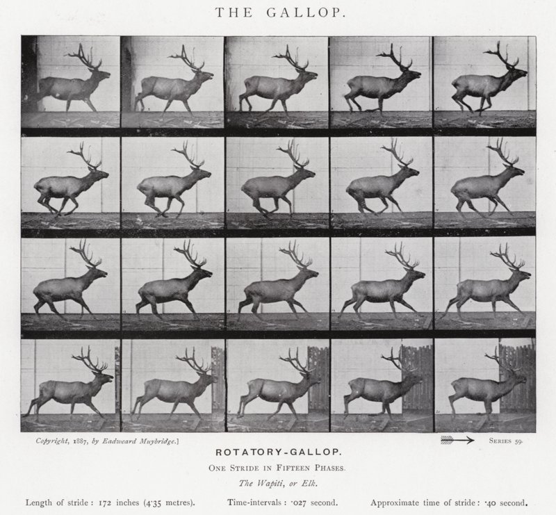Eadweard Muybridge: O Galope (foto a p/b) de Eadweard Muybridge