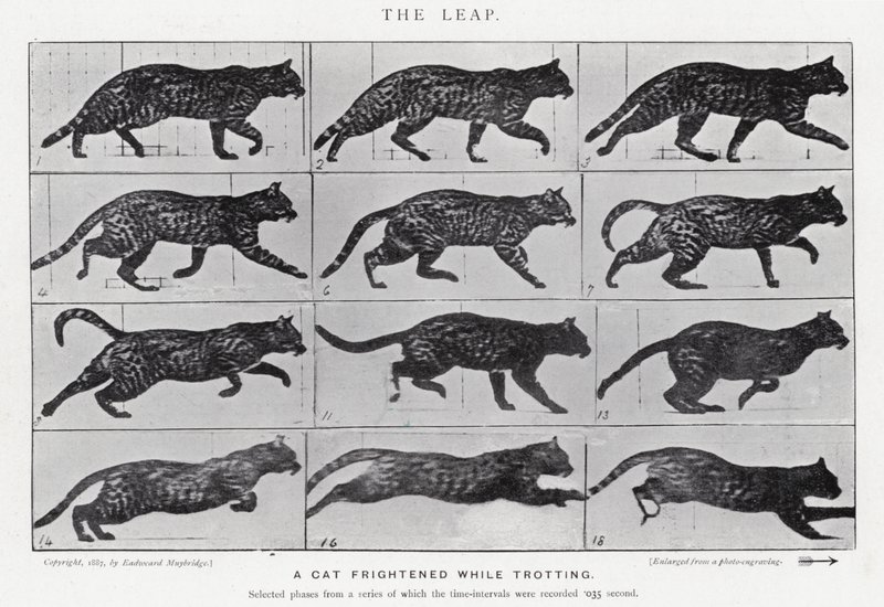 Eadweard Muybridge: O Salto (foto a p/b) de Eadweard Muybridge