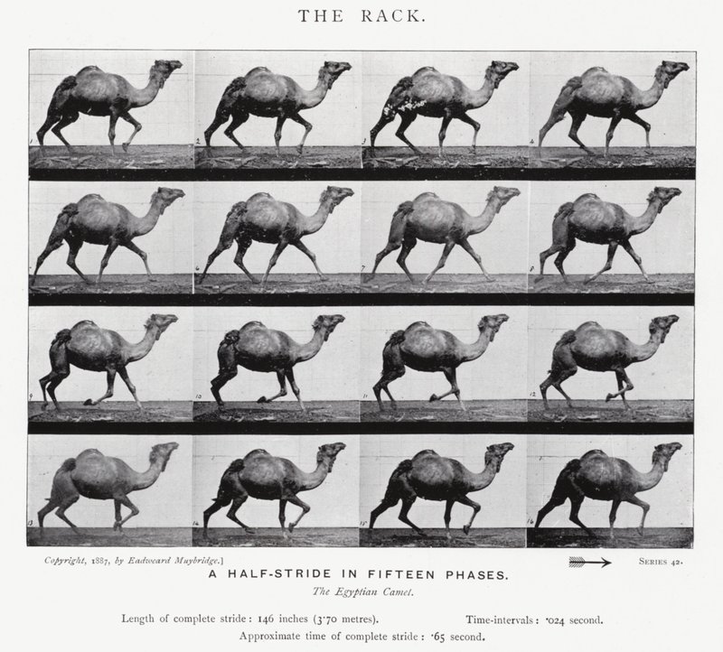 Eadweard Muybridge: O Rack (foto a p/b) de Eadweard Muybridge