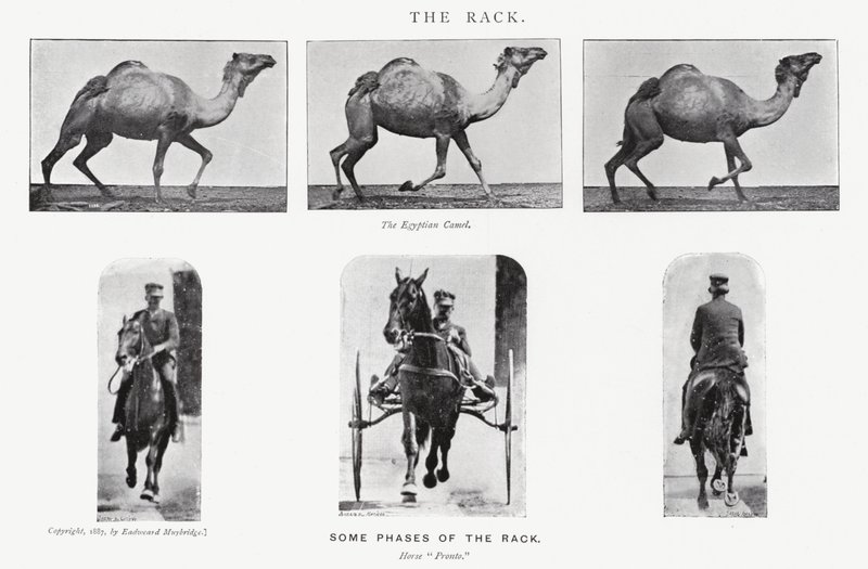 Eadweard Muybridge: The Rack de Eadweard Muybridge