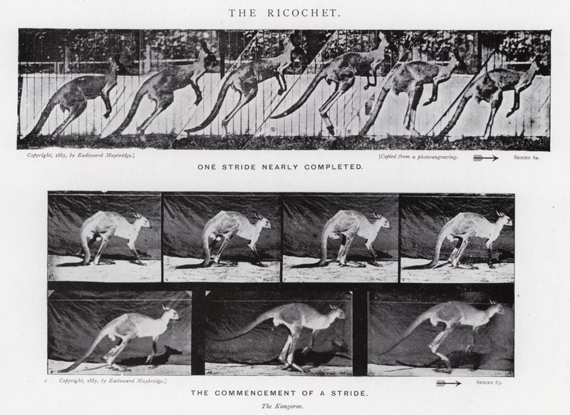 Eadweard Muybridge: O Ricochet (foto a p/b) de Eadweard Muybridge