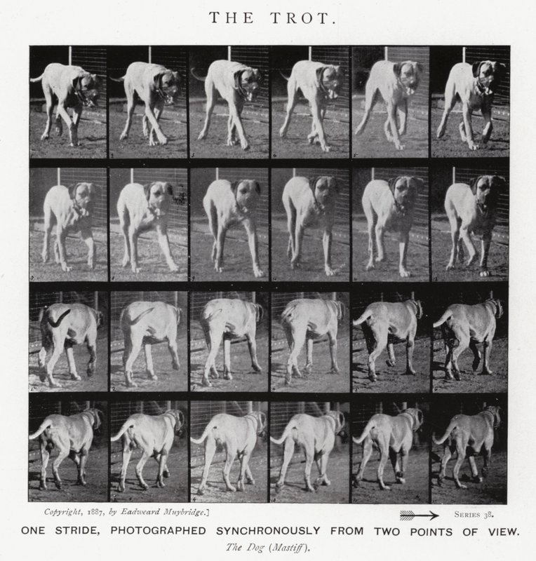 Eadweard Muybridge: O Trote (foto a p/b) de Eadweard Muybridge