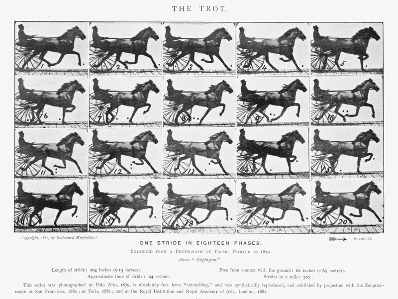 Eadweard Muybridge: O Trote (foto a p/b) de Eadweard Muybridge