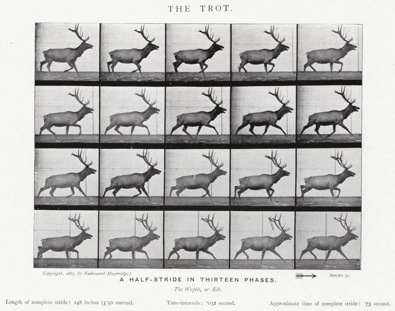 Eadweard Muybridge: O Trote (foto a p/b) de Eadweard Muybridge