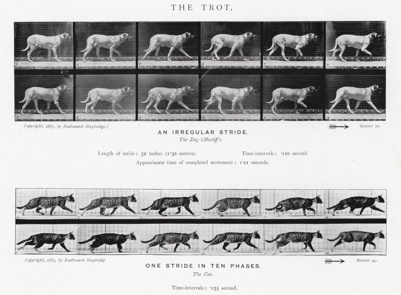 Eadweard Muybridge: O Trote (foto a p/b) de Eadweard Muybridge