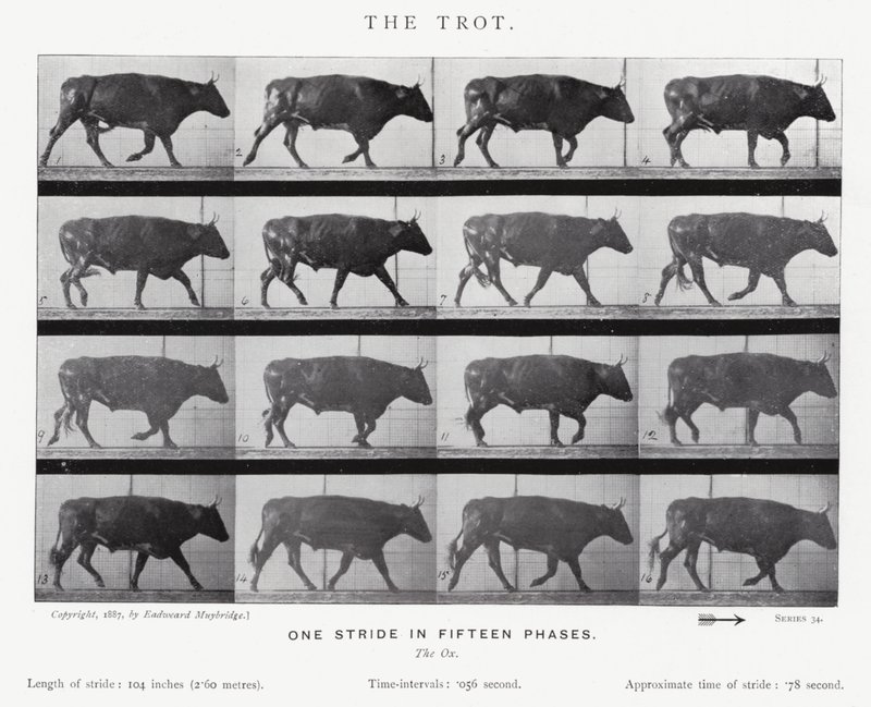 Eadweard Muybridge: O Trote (foto a p/b) de Eadweard Muybridge