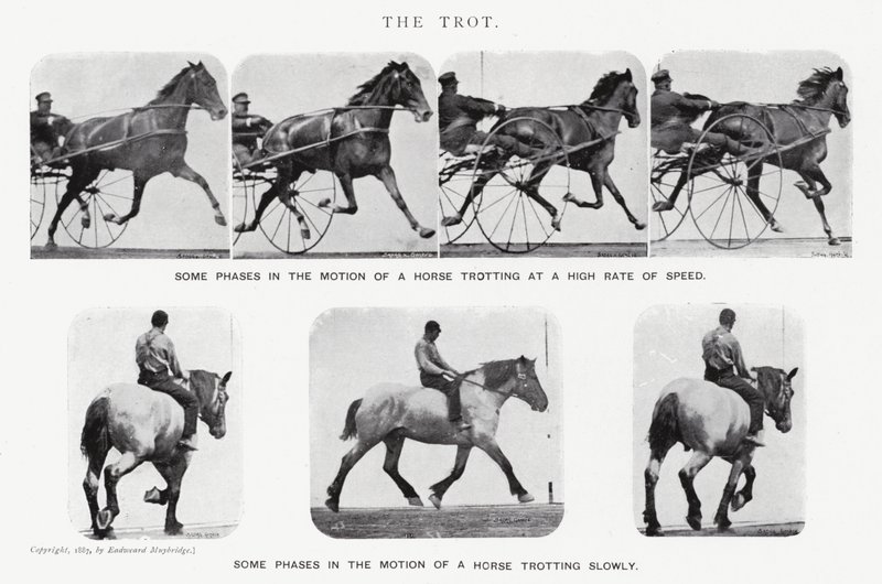 Eadweard Muybridge: O Trote (foto a p/b) de Eadweard Muybridge