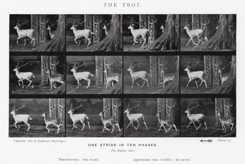 Eadweard Muybridge: O Trote (foto a p/b) de Eadweard Muybridge