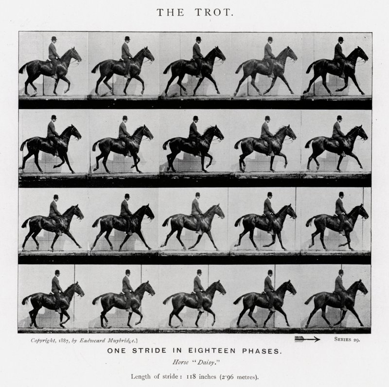 Eadweard Muybridge: o trote de Eadweard Muybridge