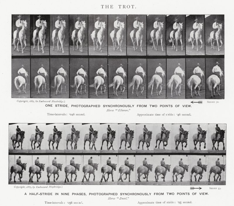 Eadweard Muybridge: o trote de Eadweard Muybridge