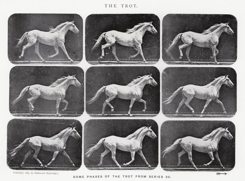 Eadweard Muybridge: o trote de Eadweard Muybridge
