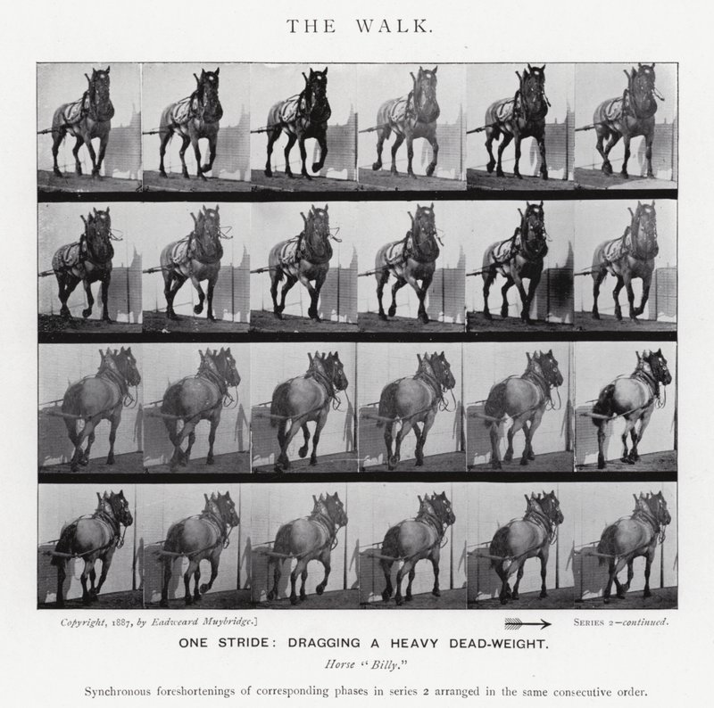 Eadweard Muybridge: A Caminhada (foto a p/b) de Eadweard Muybridge