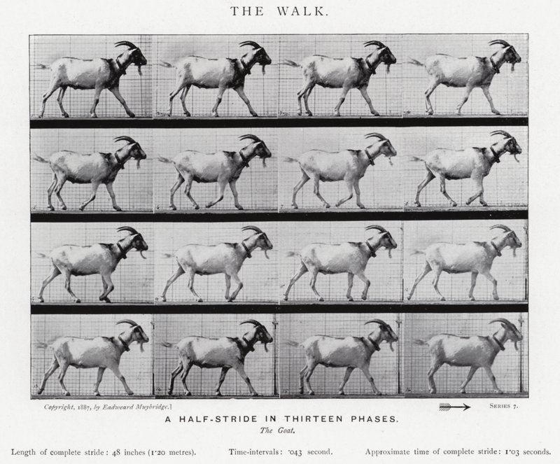 Eadweard Muybridge: A Caminhada (foto a p/b) de Eadweard Muybridge