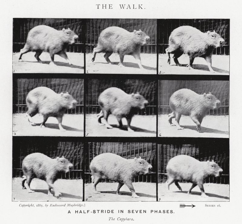 Eadweard Muybridge: A Caminhada (foto a p/b) de Eadweard Muybridge