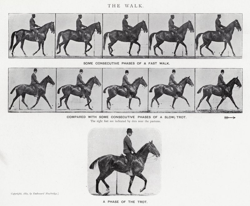 Eadweard Muybridge: A Caminhada (foto a p/b) de Eadweard Muybridge