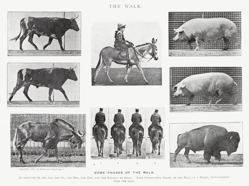 Eadweard Muybridge: A Caminhada (foto a p/b) de Eadweard Muybridge