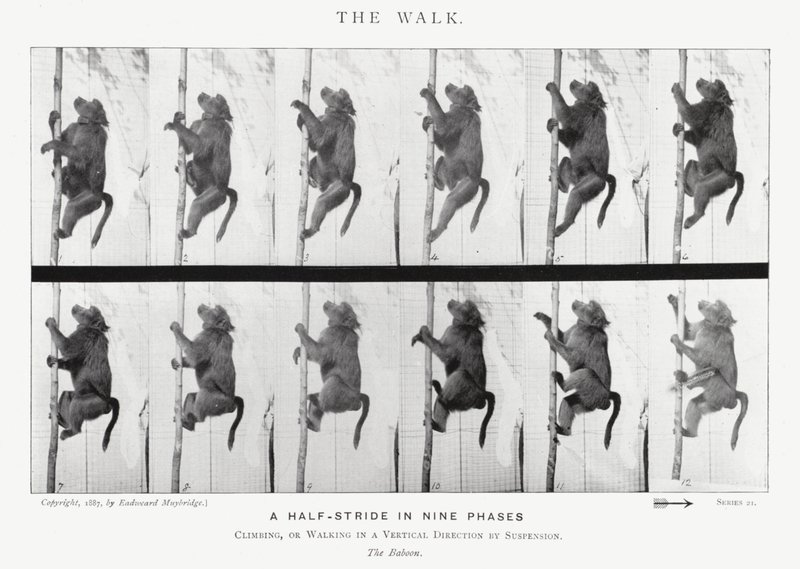 Eadweard Muybridge: A Caminhada (foto a p/b) de Eadweard Muybridge