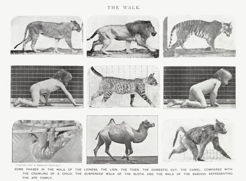 Eadweard Muybridge: A Caminhada (foto a p/b) de Eadweard Muybridge