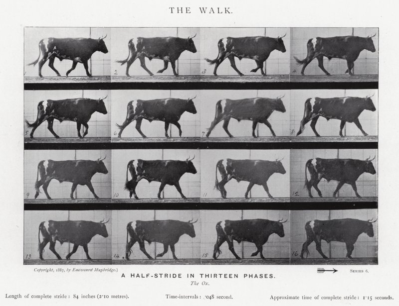 Eadweard Muybridge: A Caminhada (foto a p/b) de Eadweard Muybridge