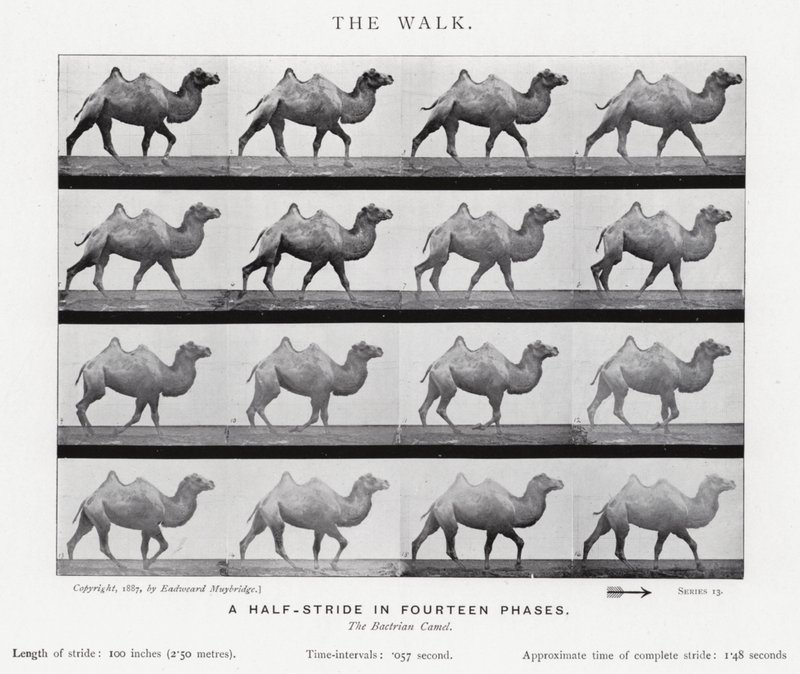 Eadweard Muybridge: A Caminhada (foto a p/b) de Eadweard Muybridge