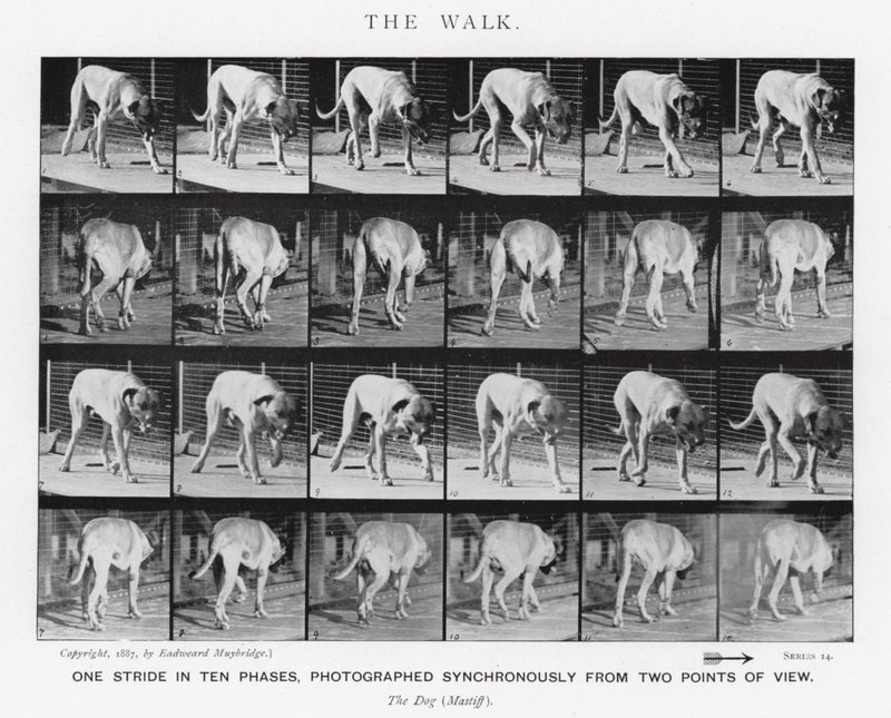 Eadweard Muybridge: A Caminhada (foto a p/b) de Eadweard Muybridge