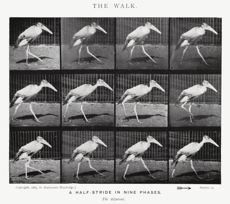 Eadweard Muybridge: A Caminhada (foto a p/b) de Eadweard Muybridge