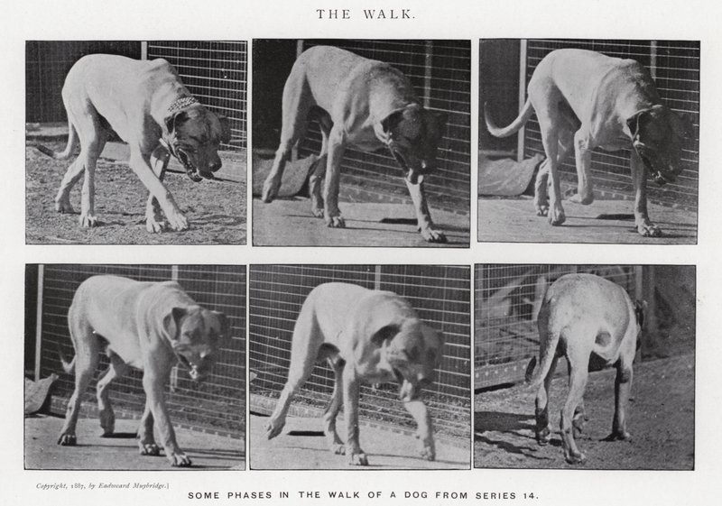 Eadweard Muybridge: A Caminhada (foto a p/b) de Eadweard Muybridge